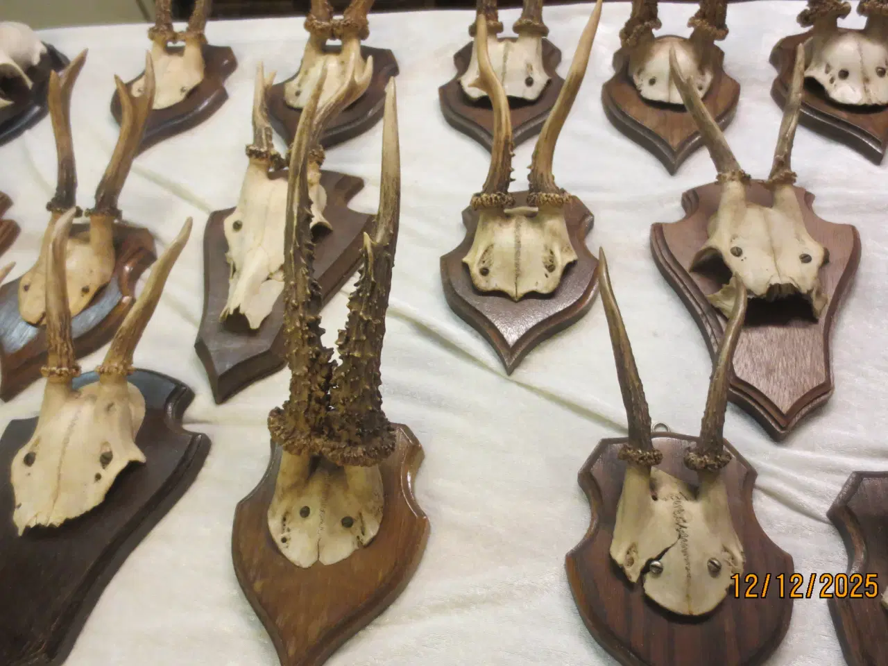 Billede 4 - 20 stk Gevir på Opsats