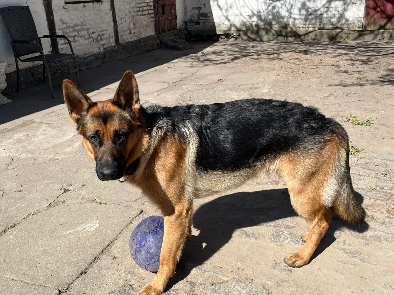 Billede 2 - Schæferhund - stockhåret