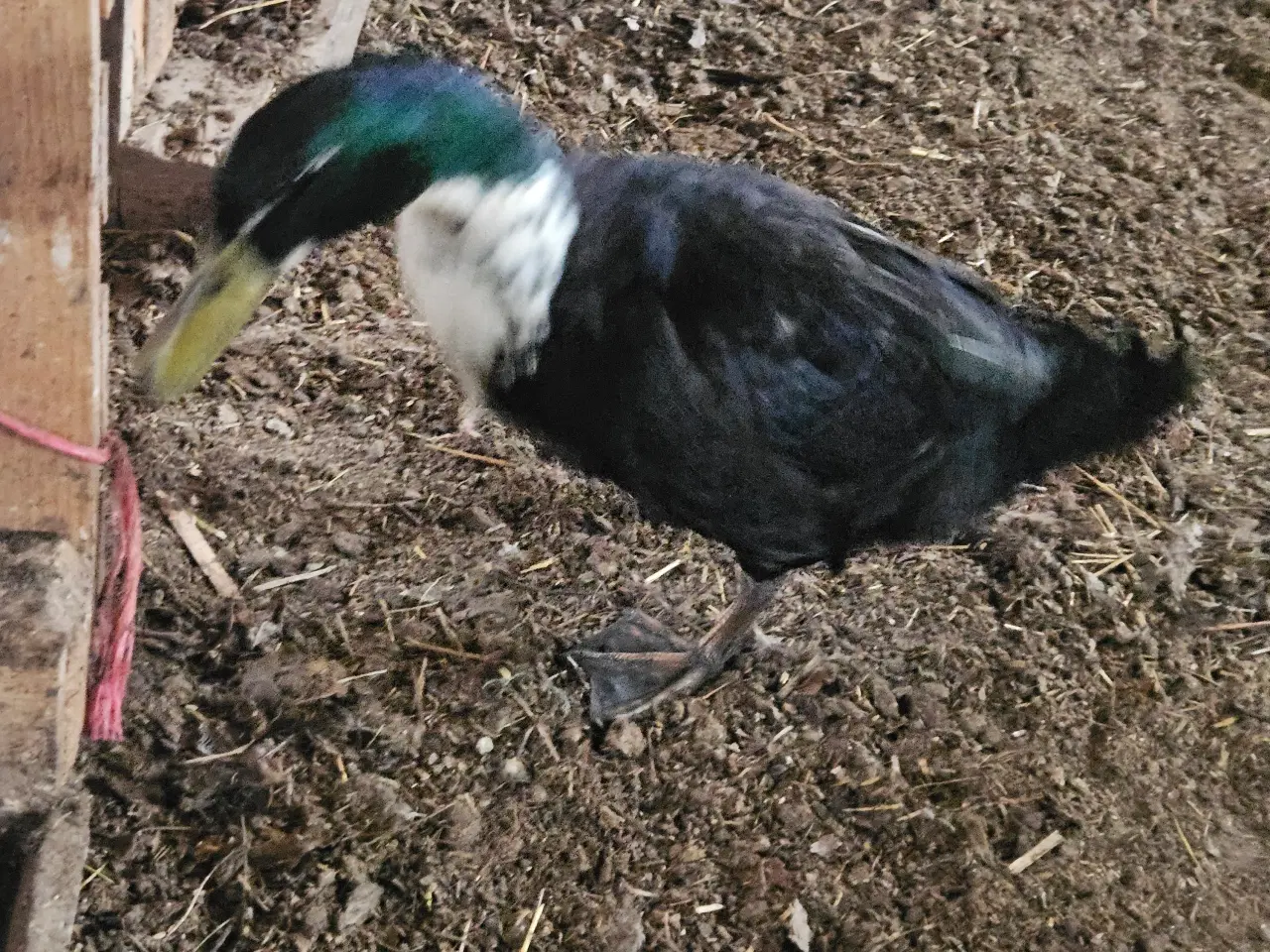 Billede 3 - Hvidbrystet andrik