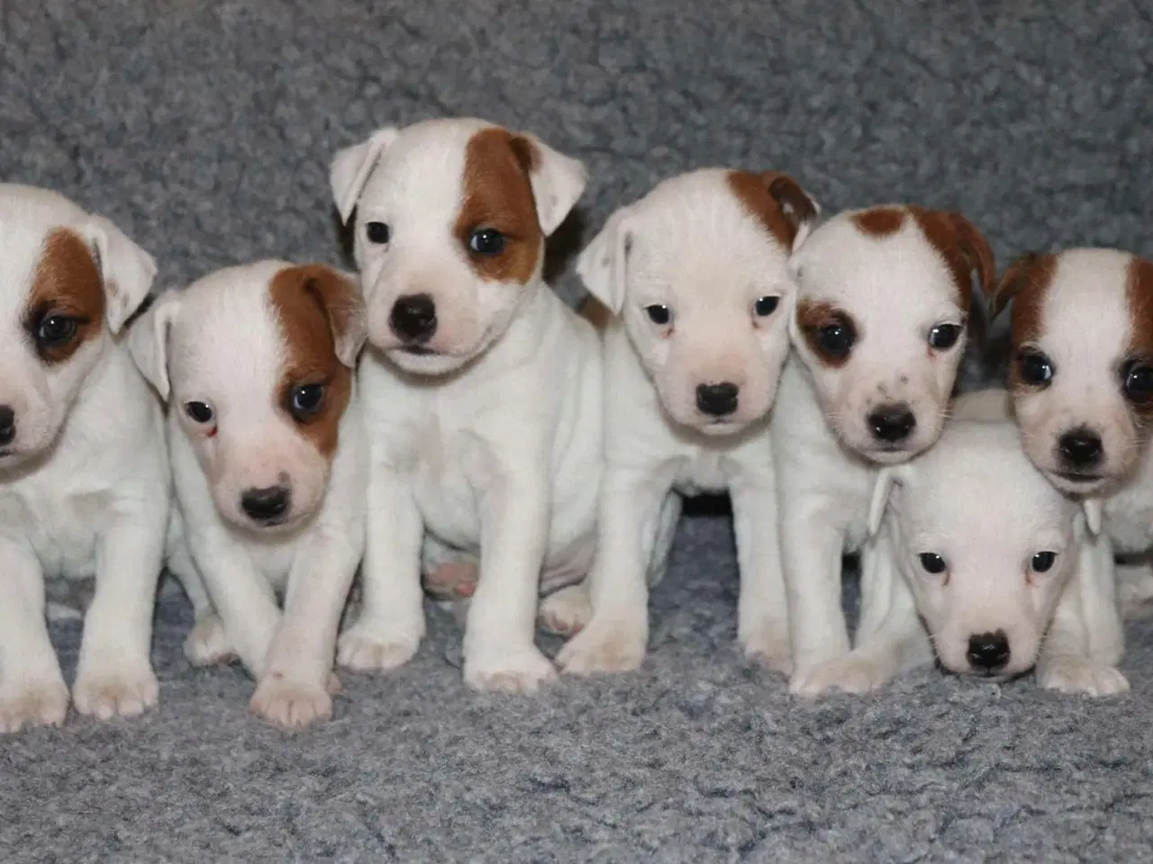 Billede 3 - Parson Jack Russell terrier hvalpe