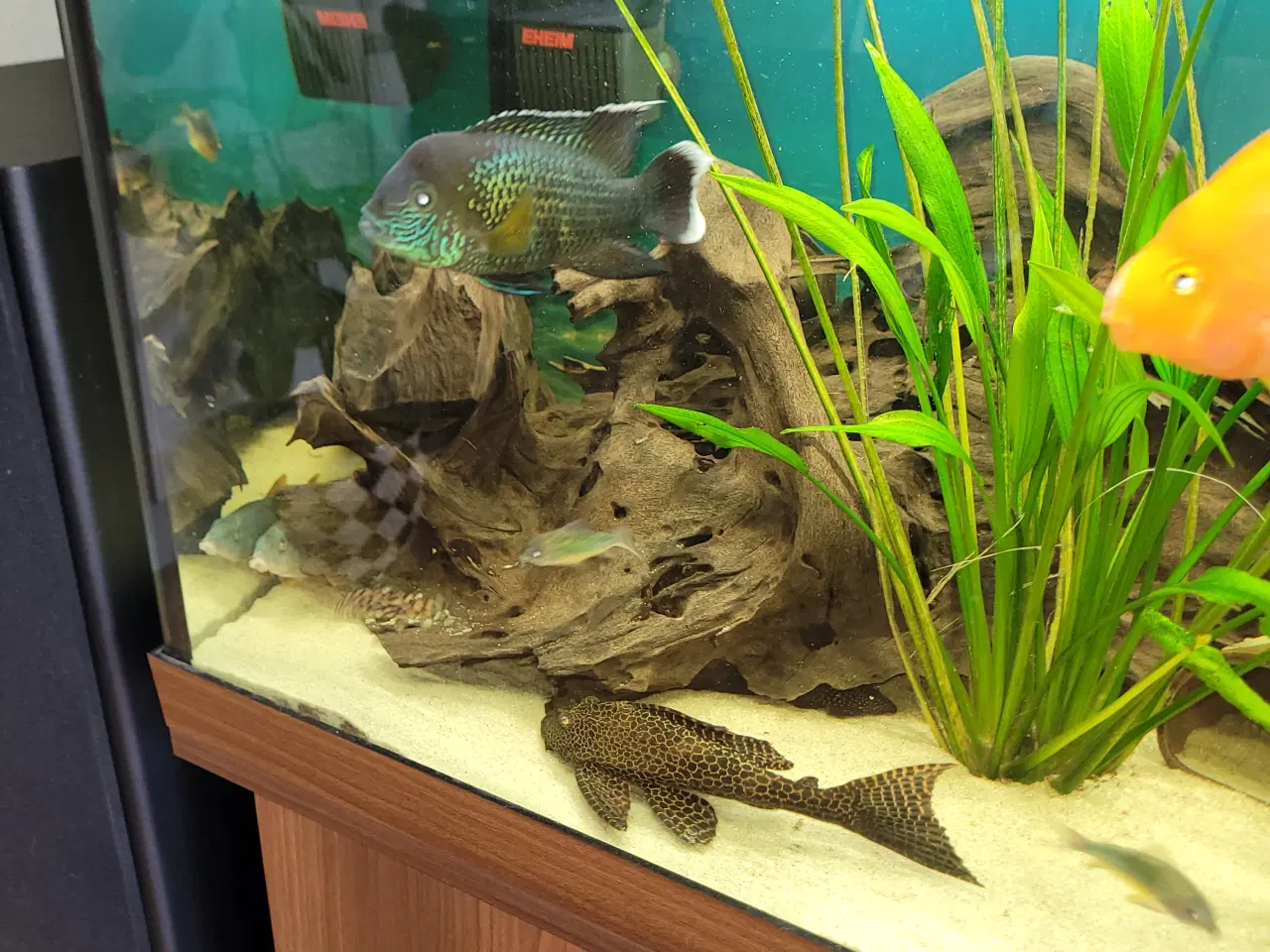 Billede 1 - Cichlider 