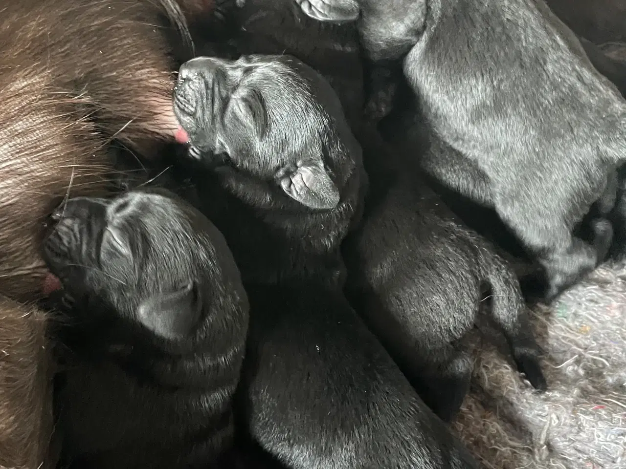Billede 2 - Labrador