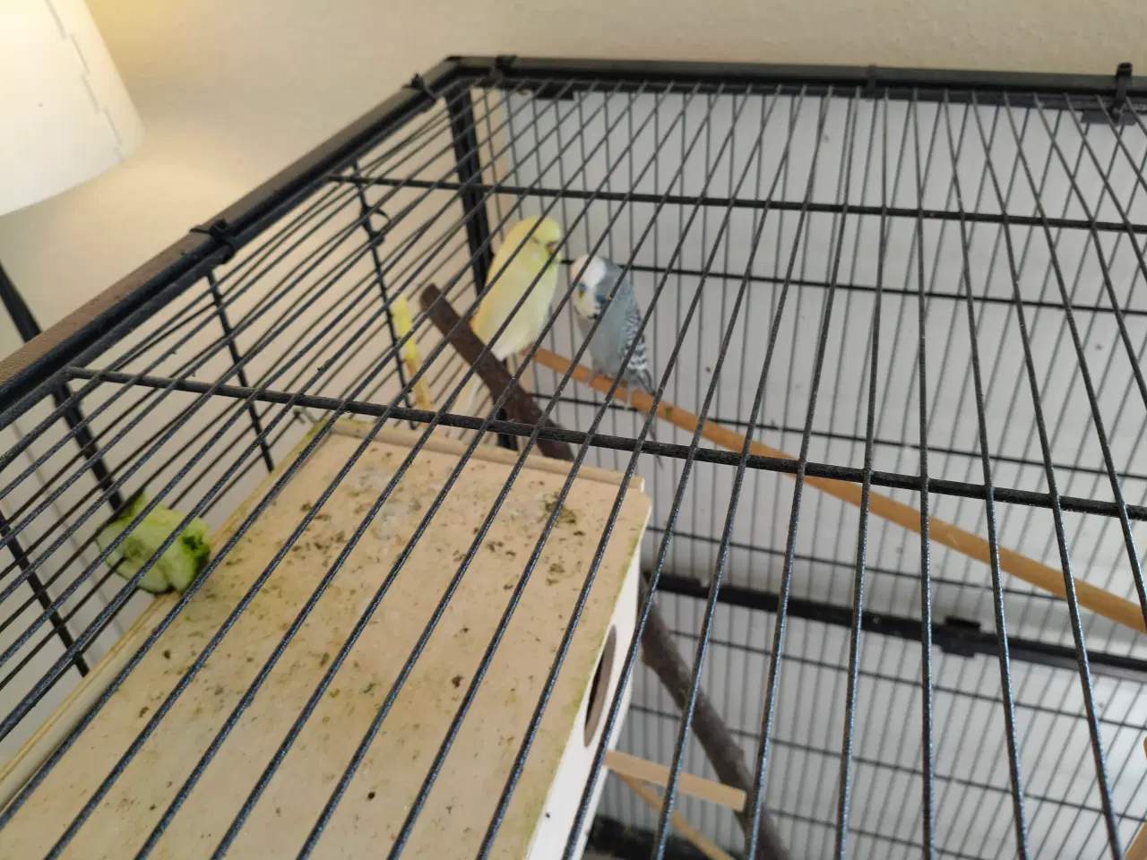 Billede 1 - Stort fuglebur velegnet blandt andet undulater