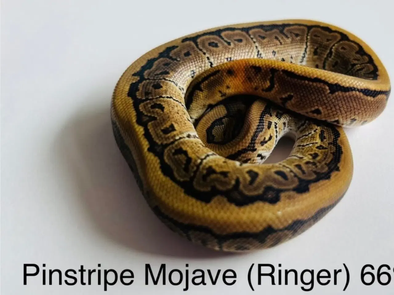 Billede 1 - Kongepython unge (pinstripe)