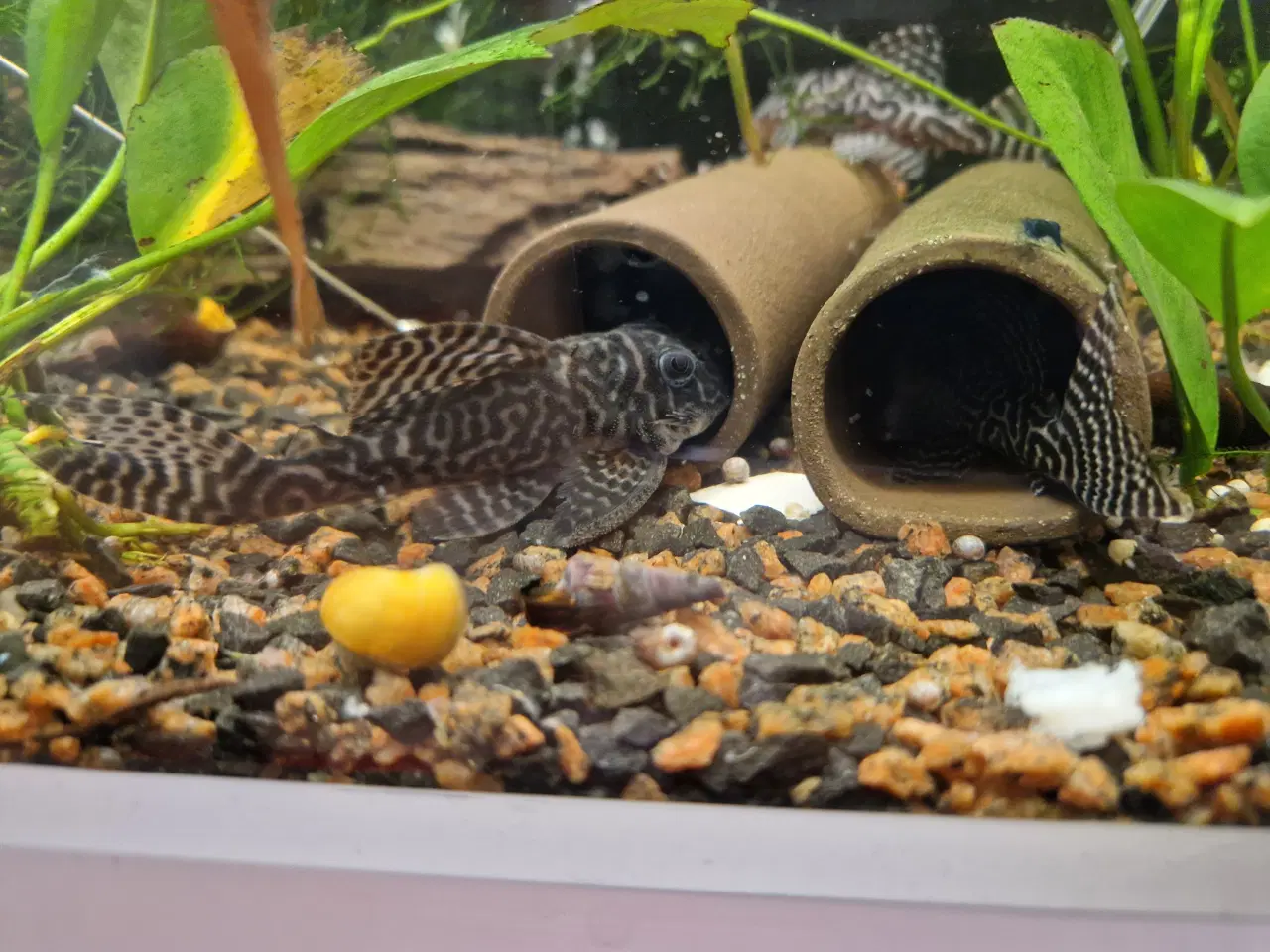 Billede 2 - L333 White Line