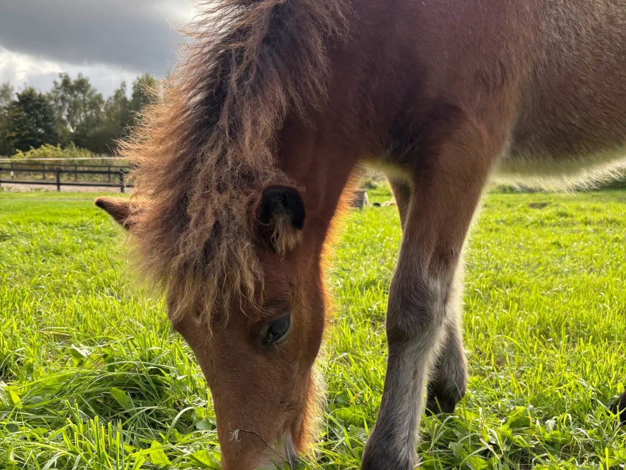 Billede 5 - Smuk 5-gænger med et virkelig godt sind