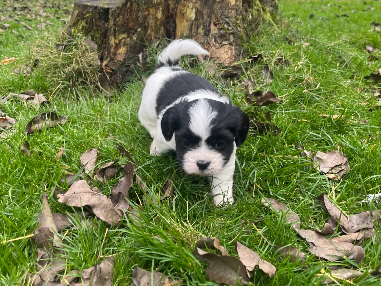 Billede 5 - Bichon havanais/Cavalier King Charles Spaniel