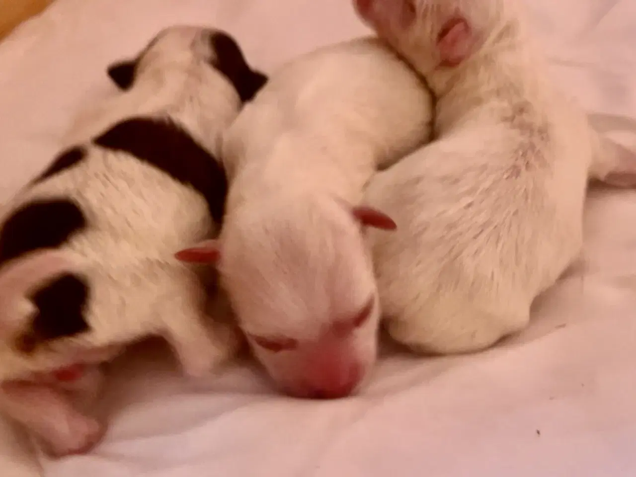 Billede 12 - Små allergivenlige blandingshvalpe