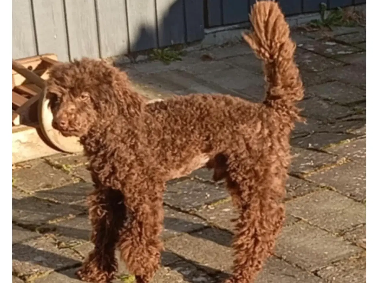 Billede 8 - Puddel hvalp