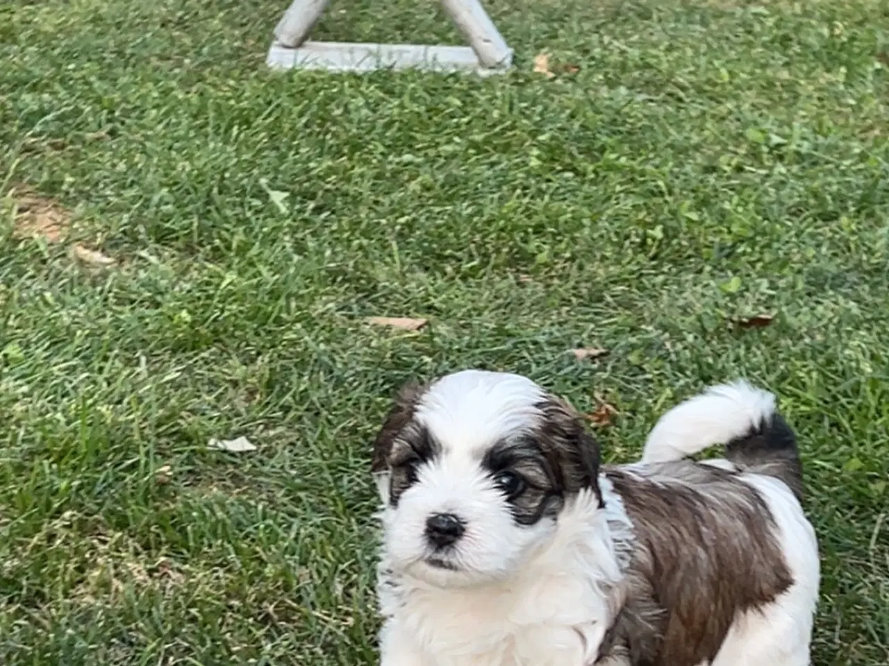 Billede 3 - Super sød og flot biscon havanais shih tzu balndin