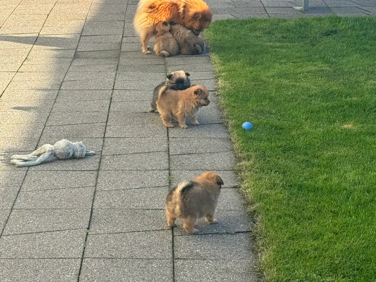 Billede 11 - Volpino Italiano hvalpe