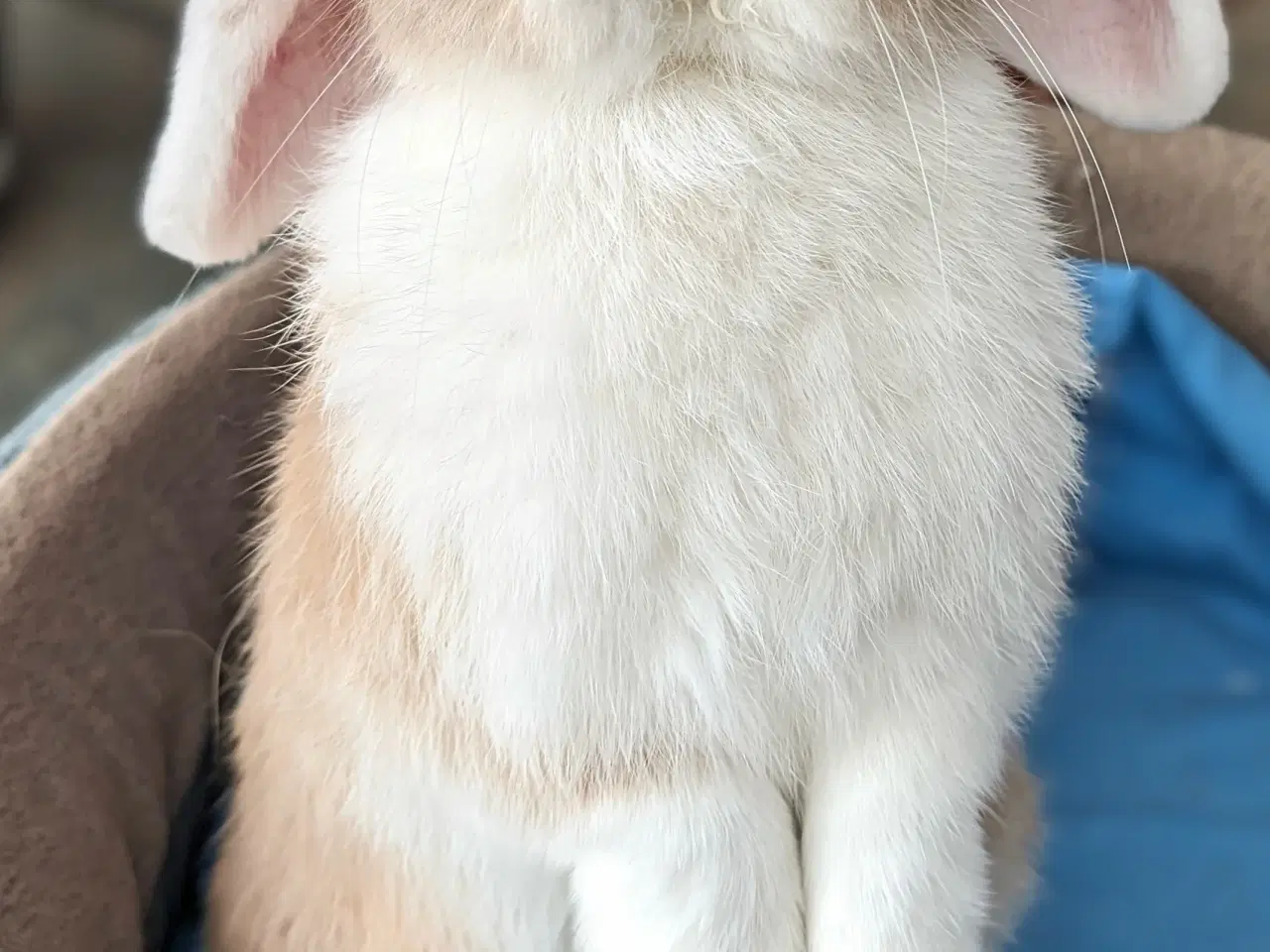 Billede 4 - Kastreret minilop kanin 