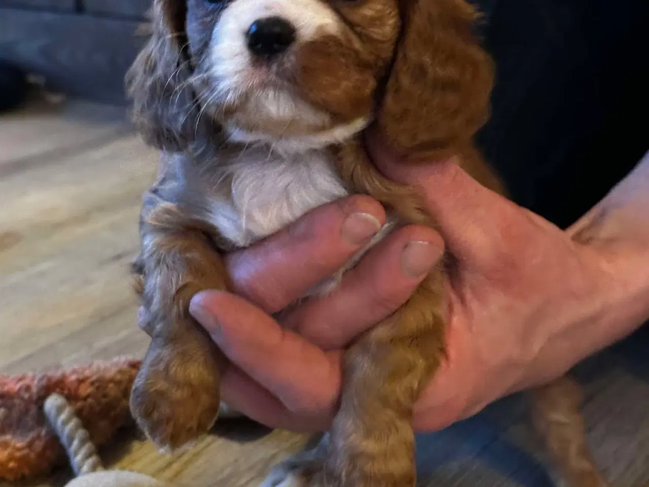 Billede 6 - cavalier king charles