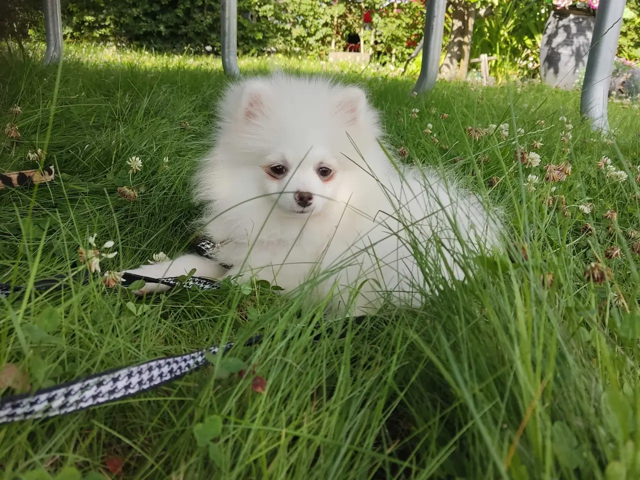 Billede 6 - Mini Pomeranian 