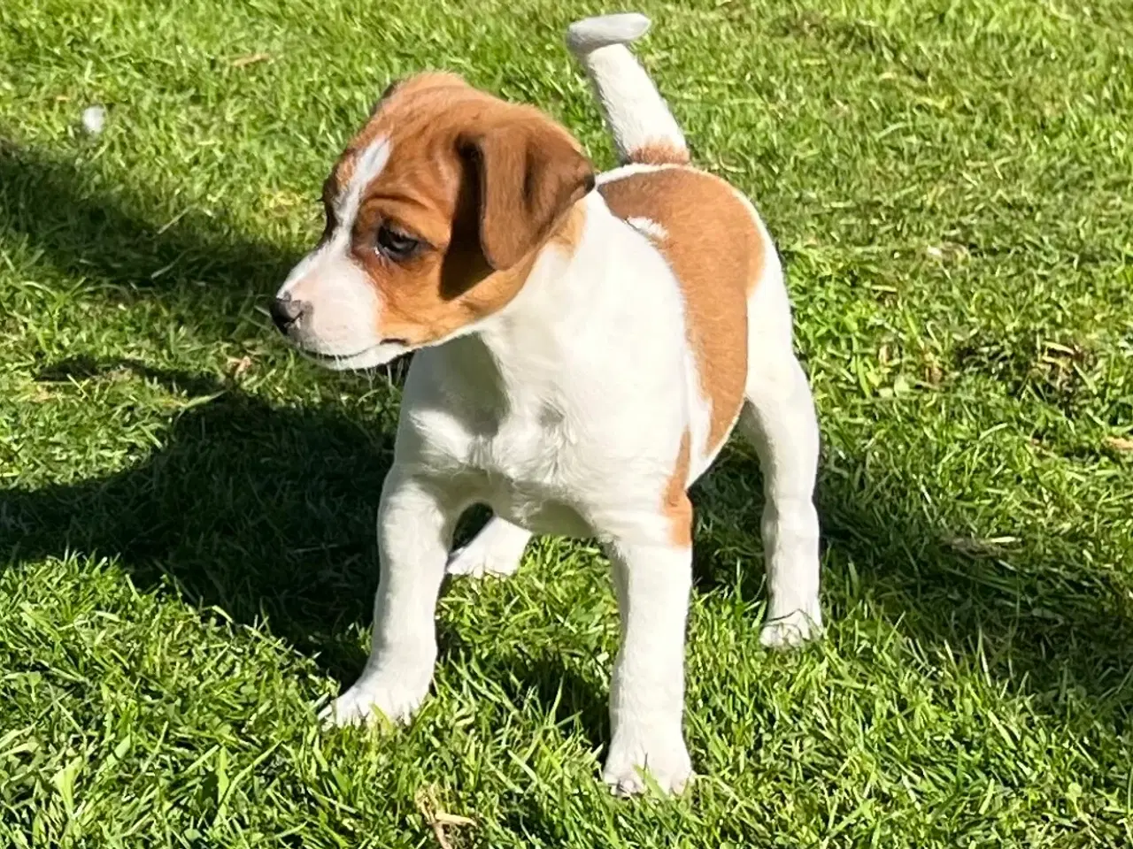 Billede 15 - 3 kvikke hanner