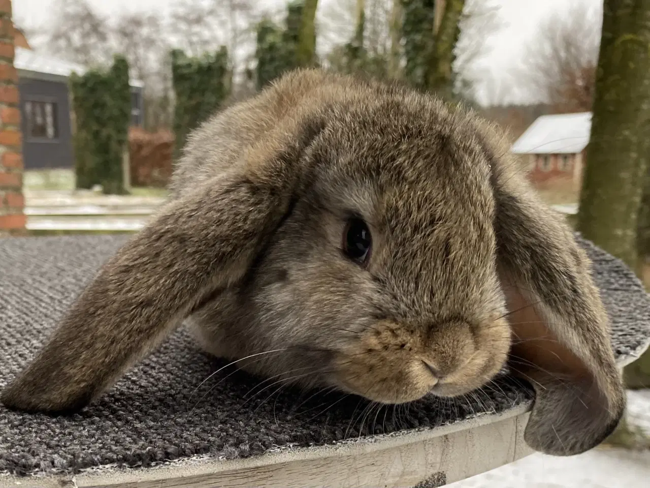 Billede 9 - FRANSK VÆDDER HUN VILDTGRÅ