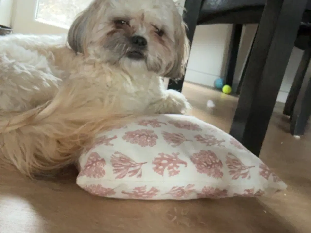 Billede 3 - Blandnings hund 