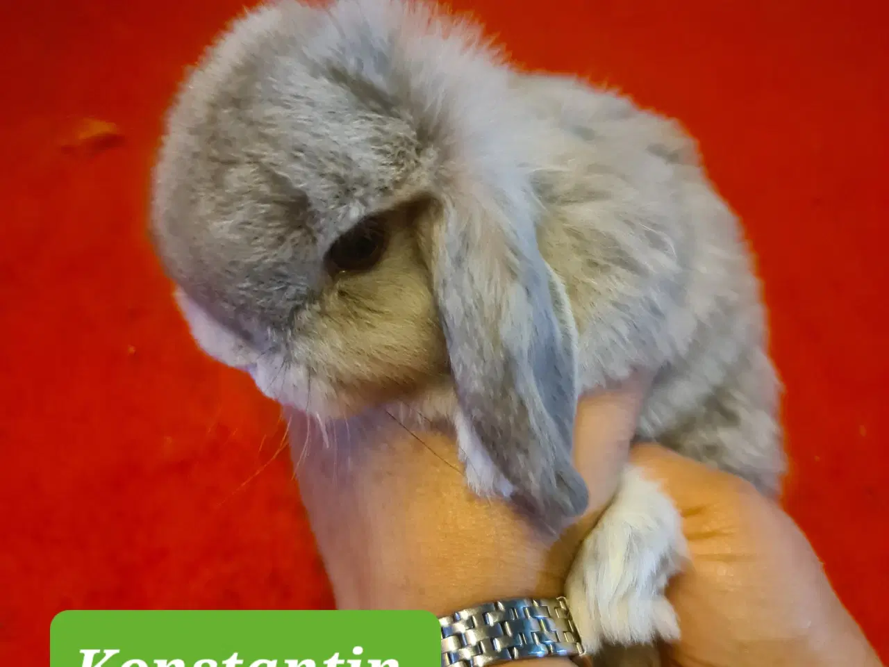 Billede 1 - Mini Lop Kaninunger 