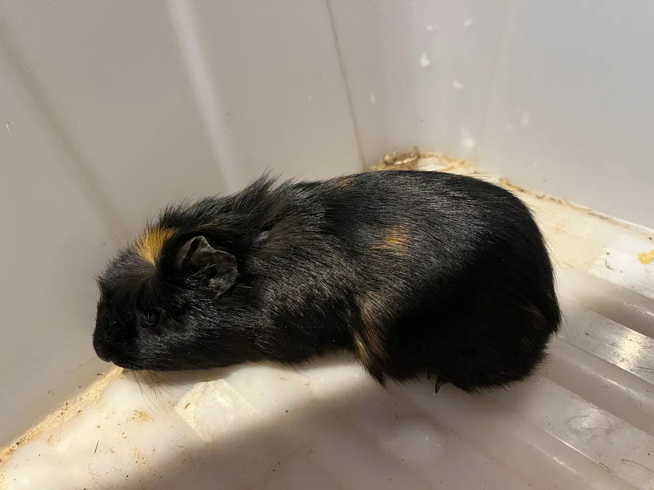 Billede 2 - Marsvin drenge