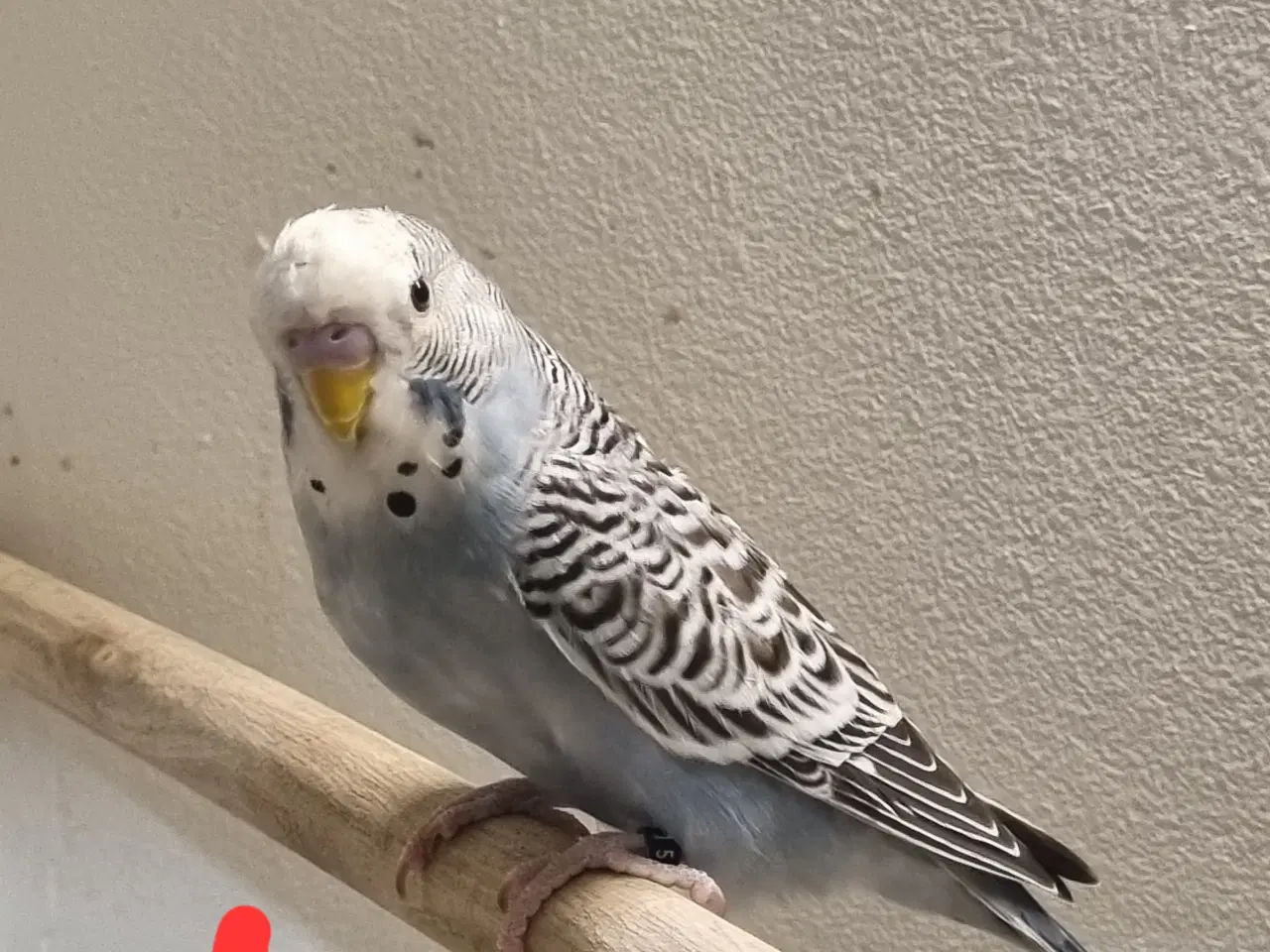 Billede 11 - Undulat unger