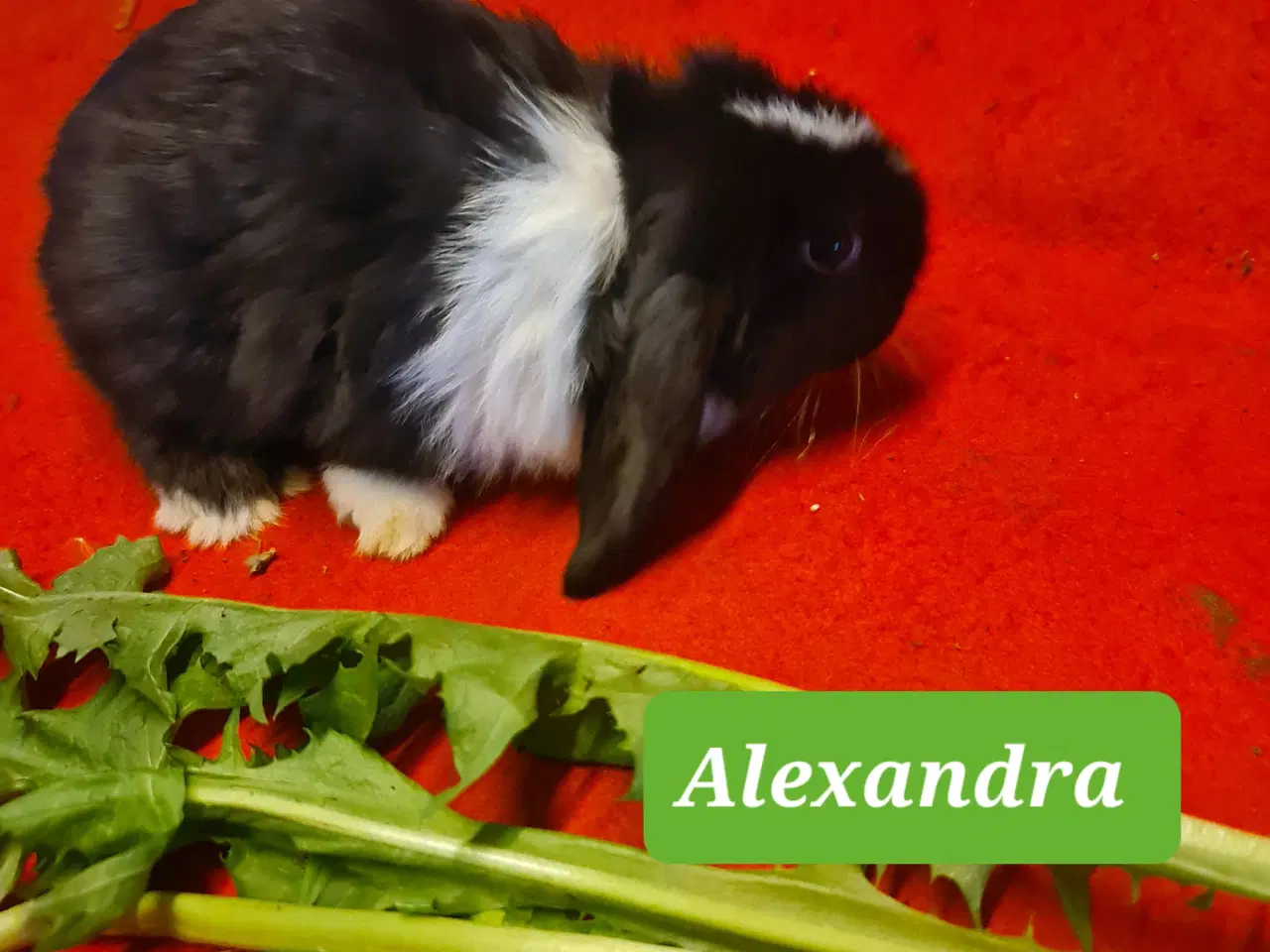 Billede 11 - Mini Lop Kaninunger 