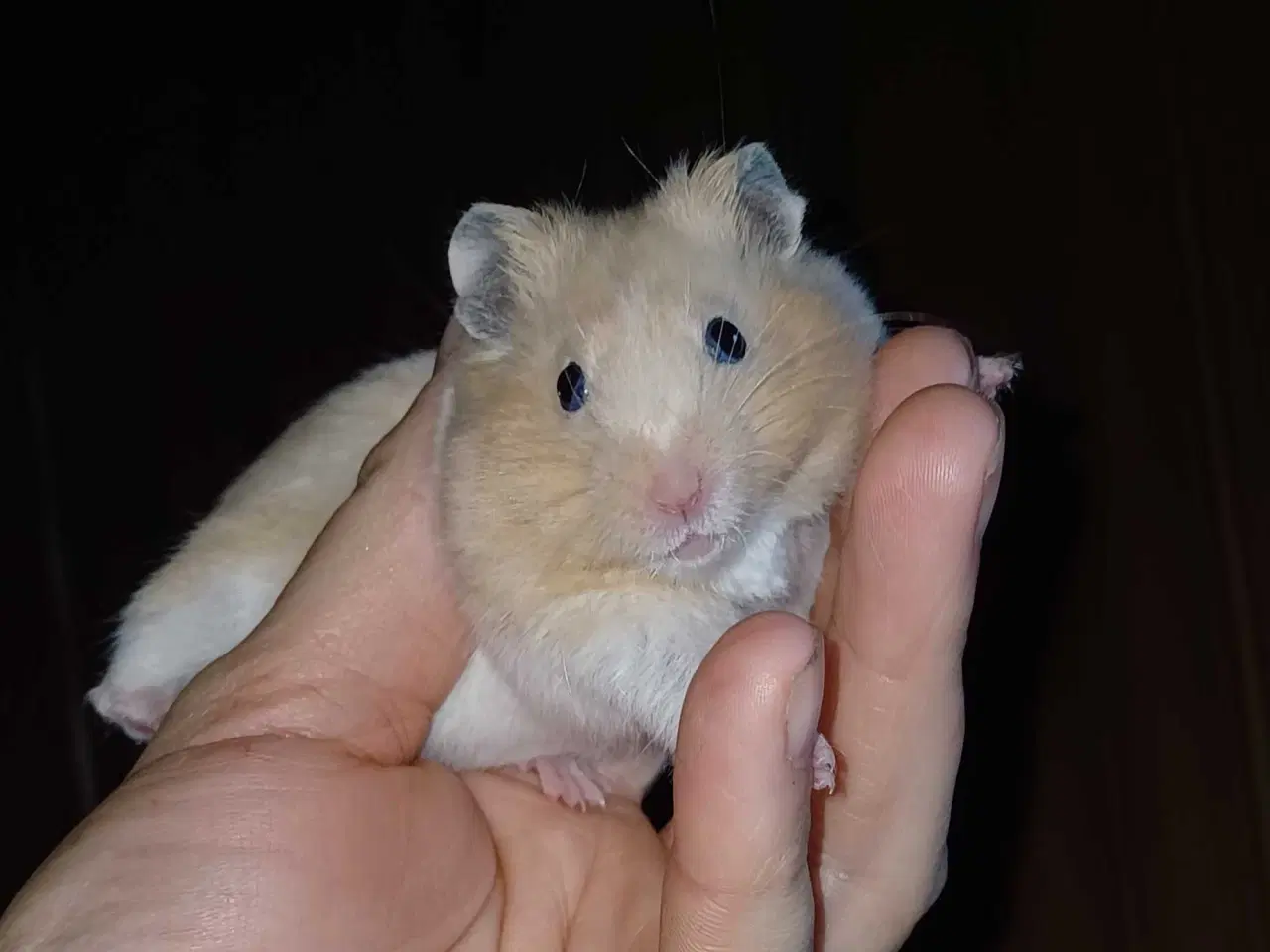 Billede 20 - Guldhamster unger
