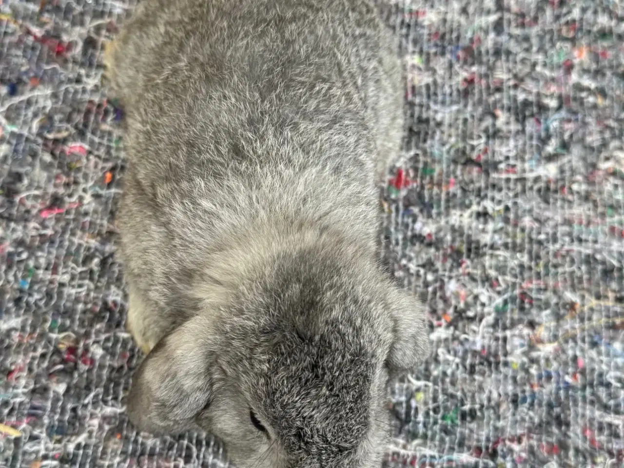 Billede 5 - Han Dværgvædder unge sælges 