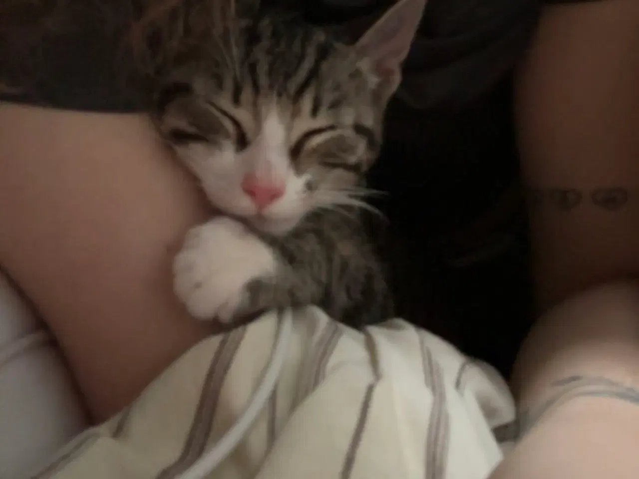 Billede 3 - Dejlig kat til salg