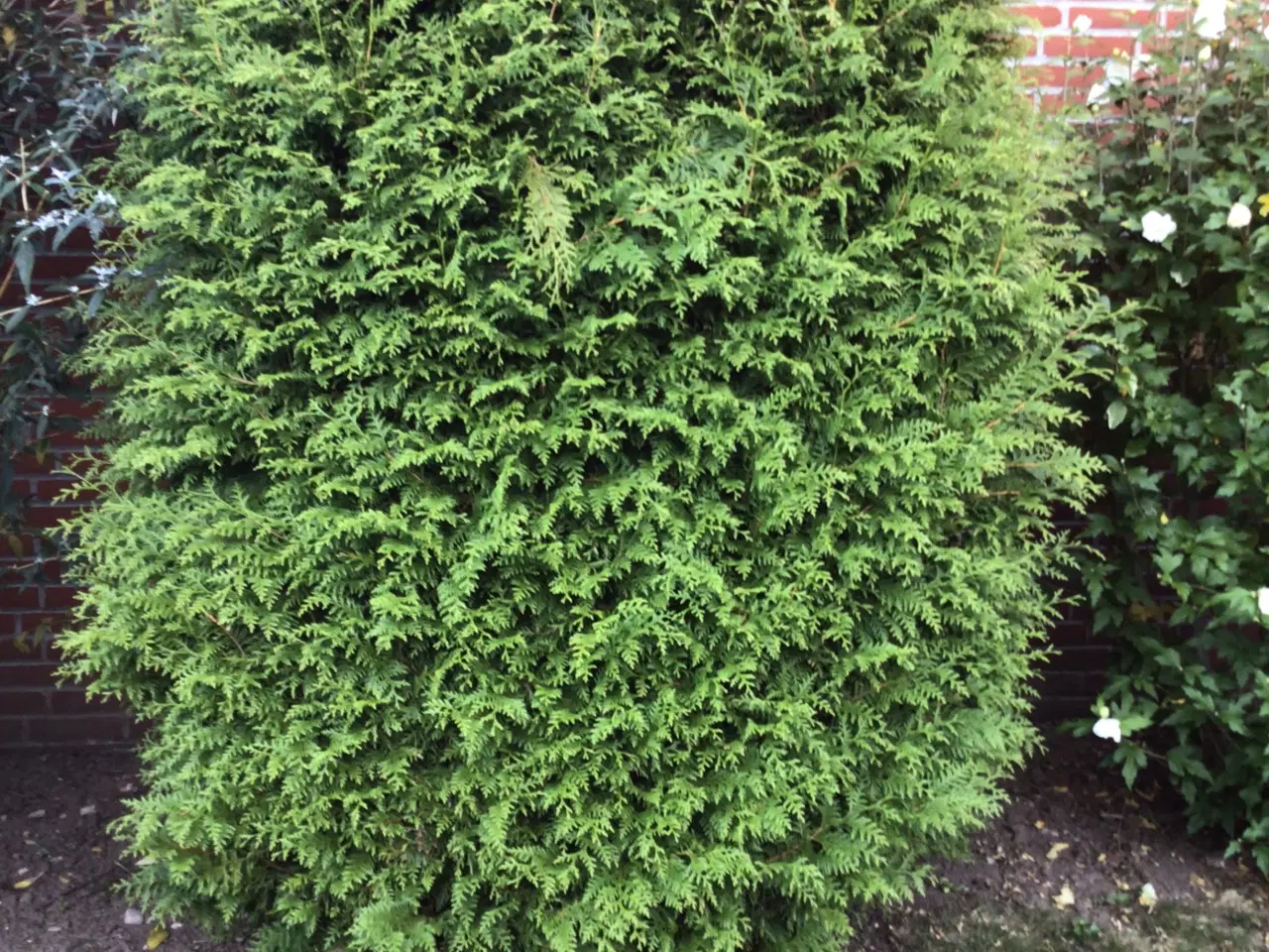 Billede 2 - Flot Thuja Atrovirens ca 200 x 100 bortgives.