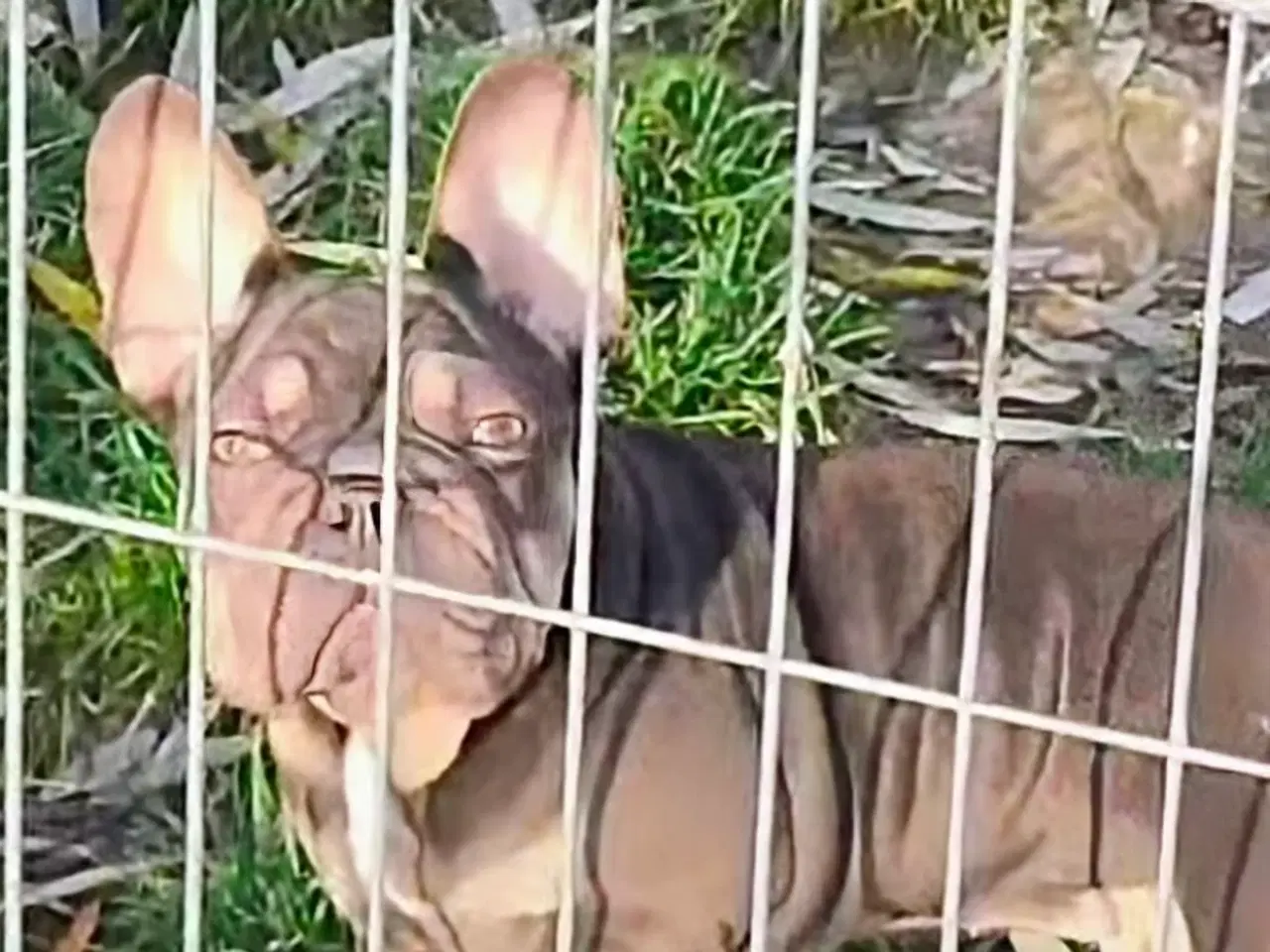 Billede 5 - Fransk Velvet bulldog. NEDSAT!