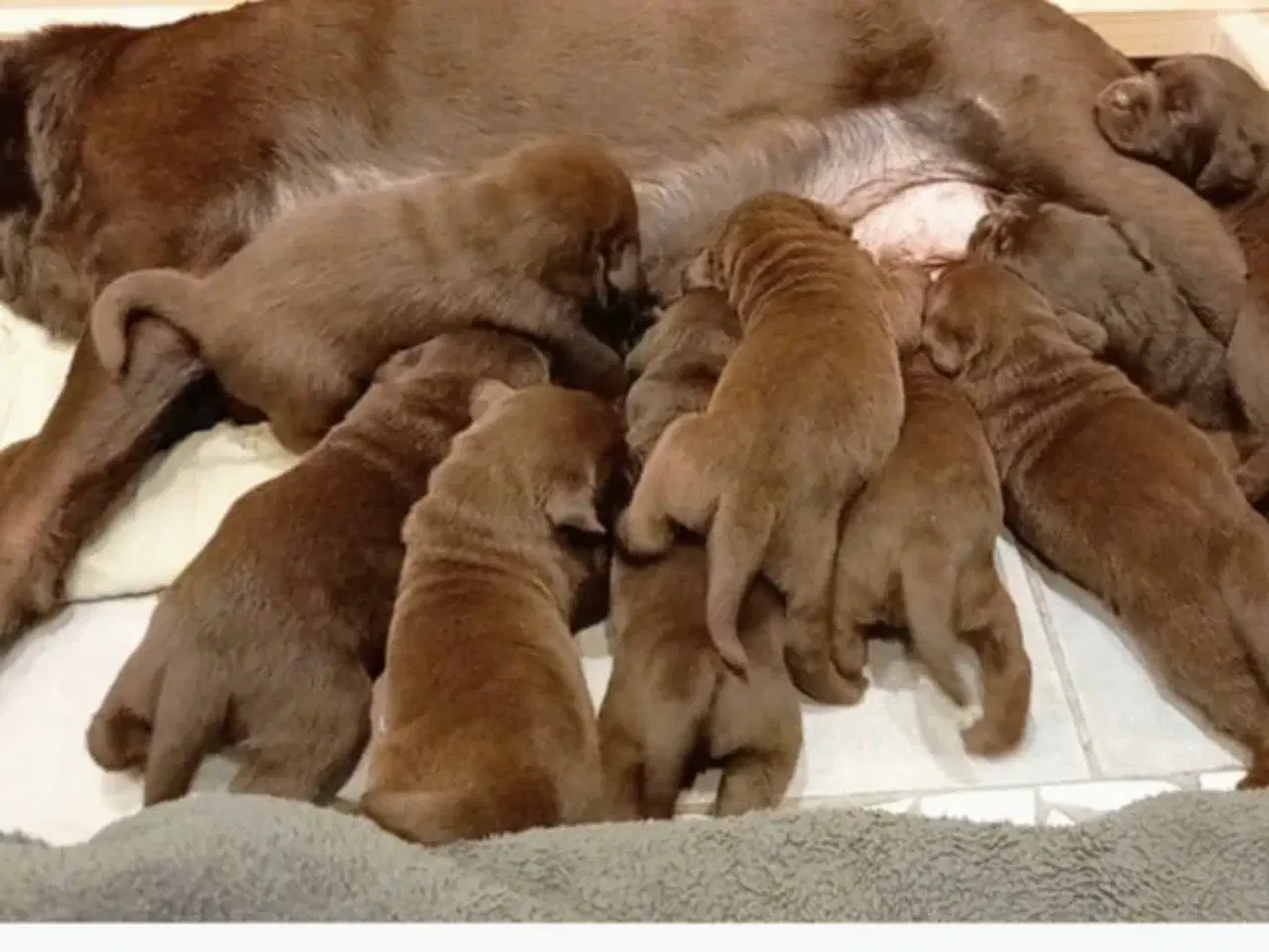 Billede 1 - Labrador hvalpe 