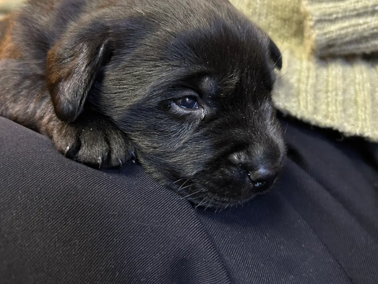 Billede 11 - Skønne labradorhvalpe sælges