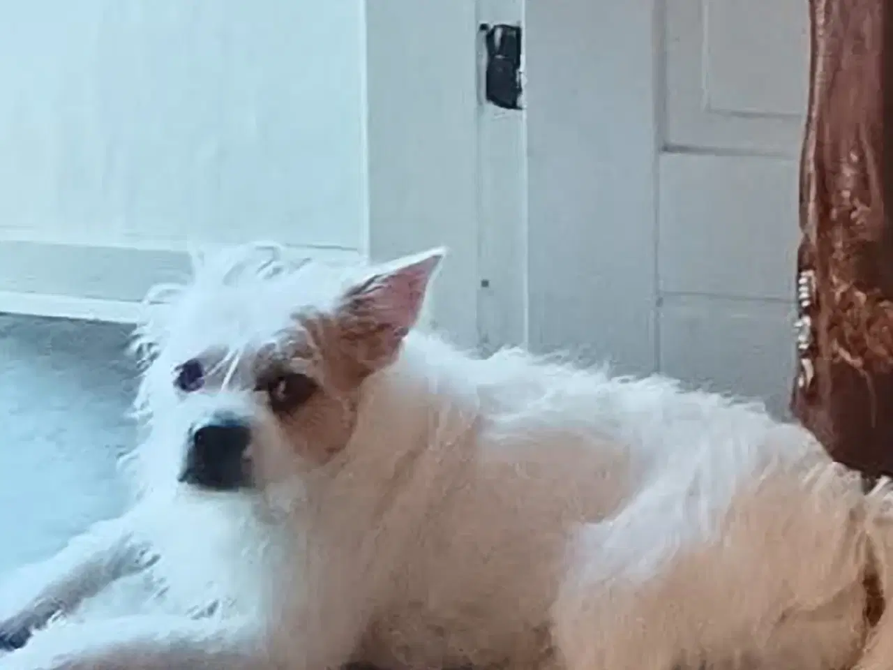 Billede 1 - Skøn hvalp 