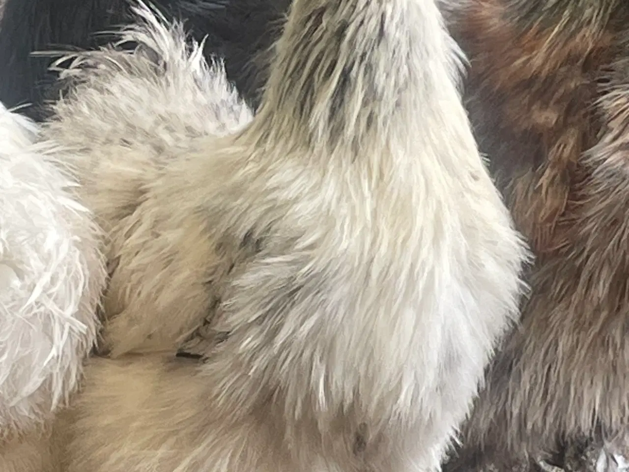 Billede 5 - Silkehøns dværgrace