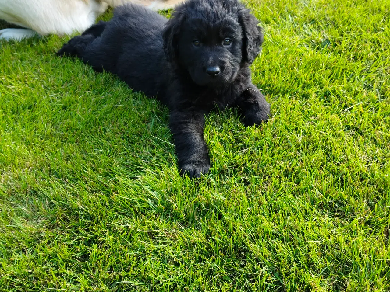 Billede 2 - Golden/Labrador blanding hvalpe 