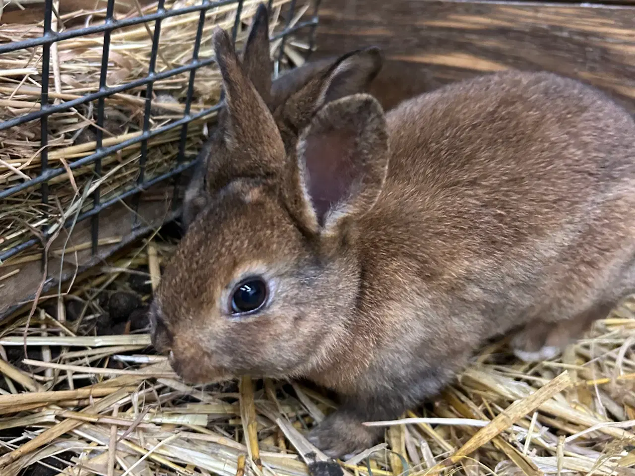 Billede 1 - Kanin unger , rex