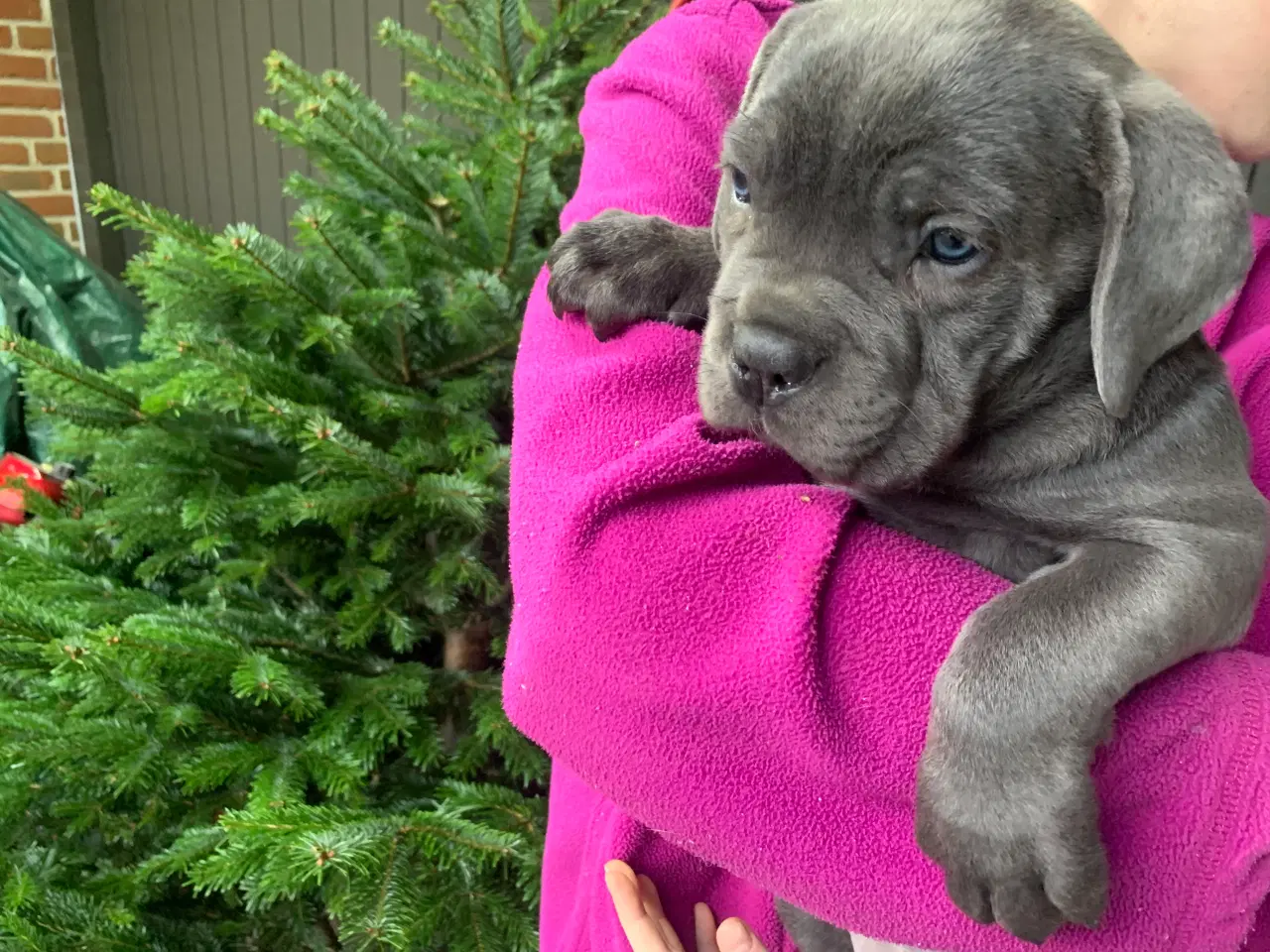 Billede 14 - Cane Corso Italiano hvalpe 