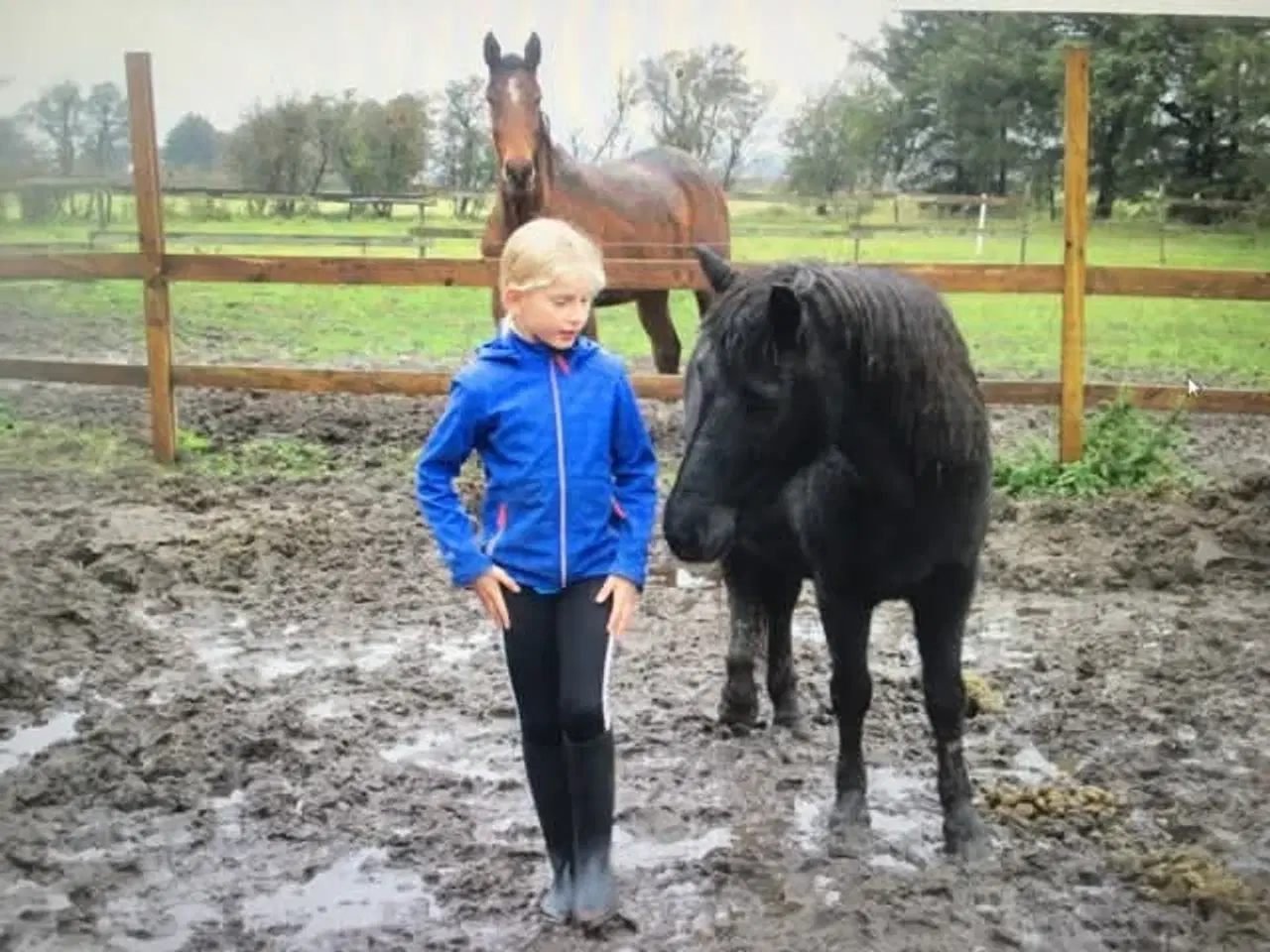 Billede 9 - Skøn turpony søger nyt hjem