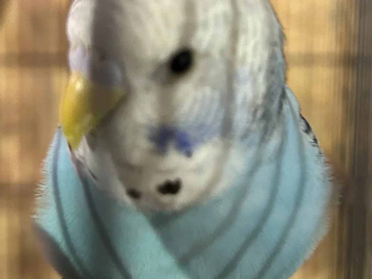 Billede 1 - Håndteret undulat unger