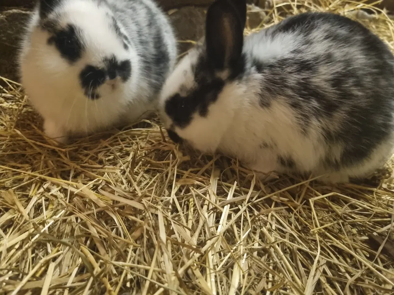 Billede 5 - Kælne Kanin unger