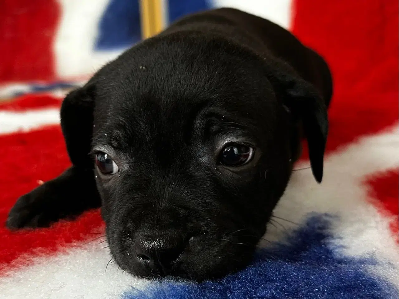 Billede 8 - Søde staffordshire Bull terrier hvalpe🩷🩵