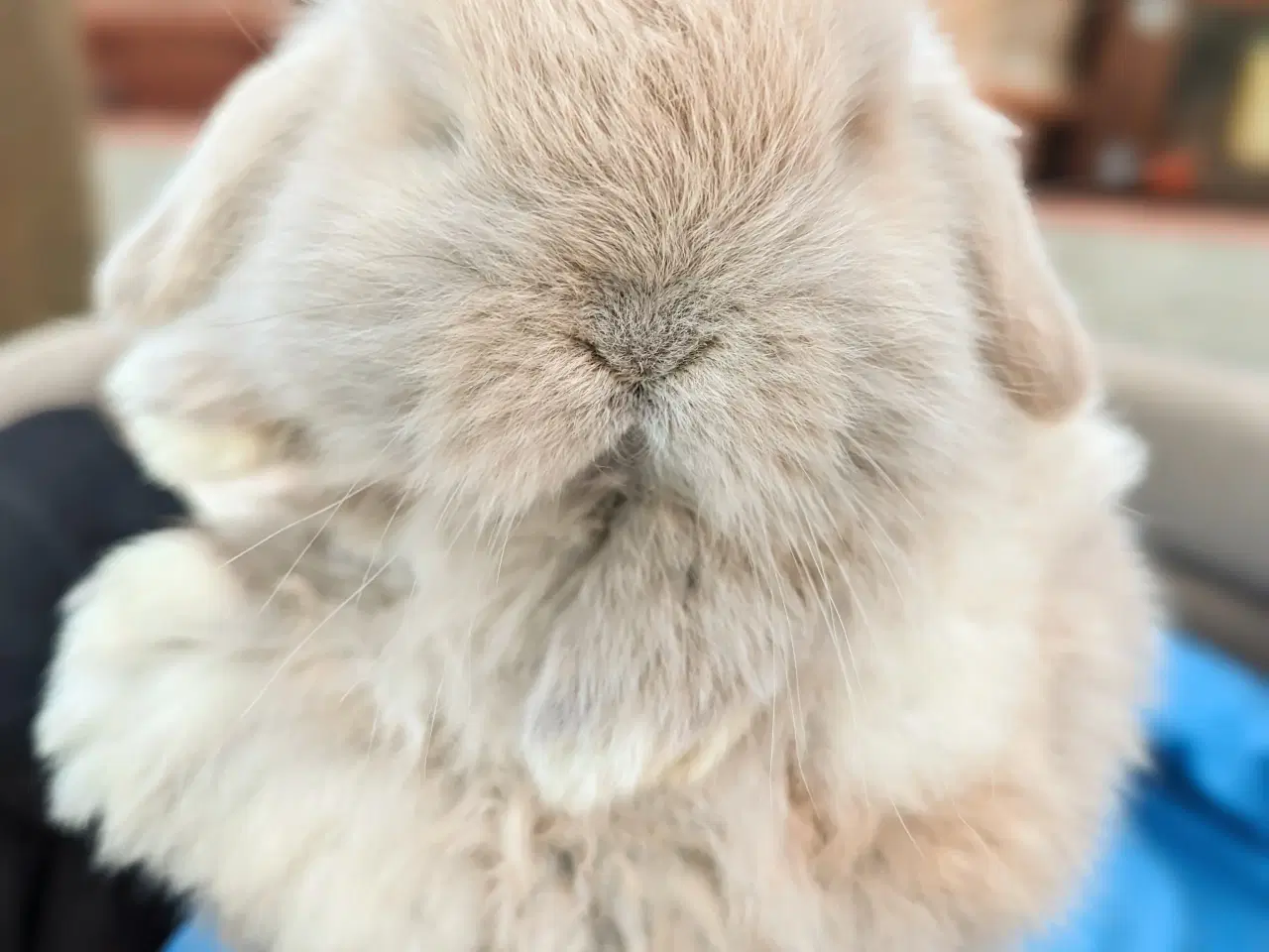 Billede 5 - Minilop kaninunge sælges 