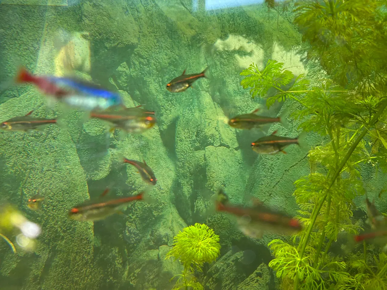 Billede 1 - 🐠 Glødelys Tetra – flotte, sunde stimefisk ✨