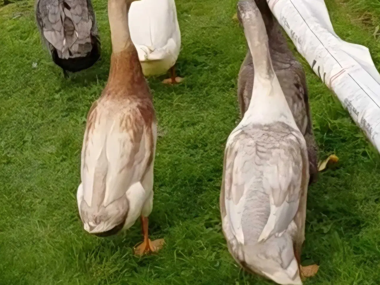 Billede 2 - 2 stk. Løbeænder 