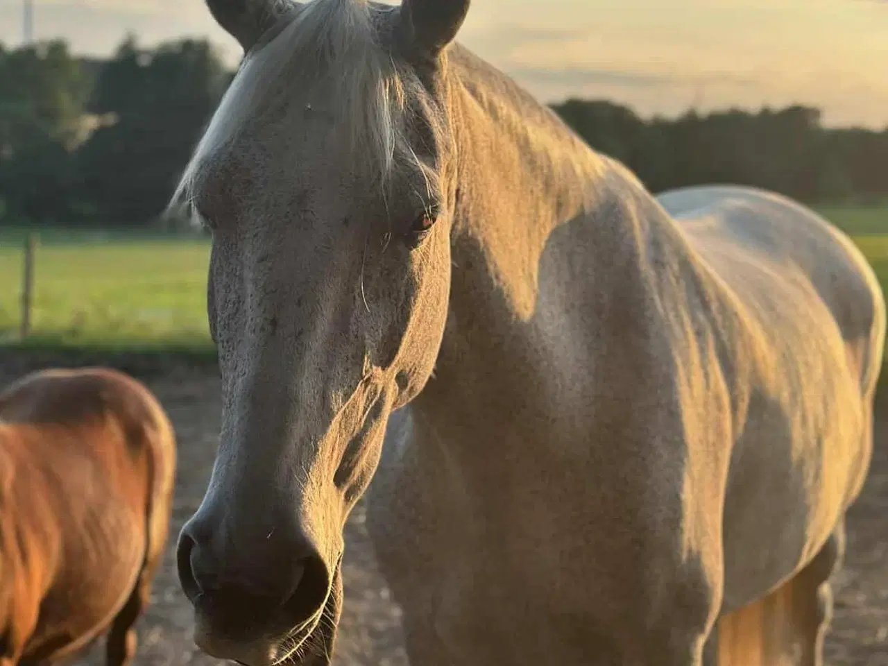 Billede 5 - Hoppe til hygge/avl/let ridning