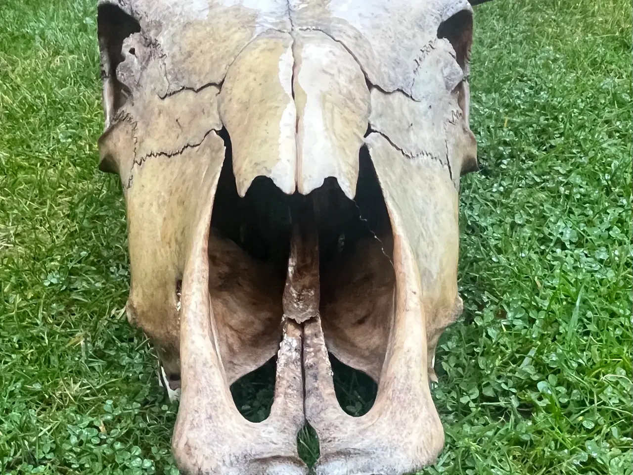 Billede 8 - Kranier fra kvæg typen Longhorn