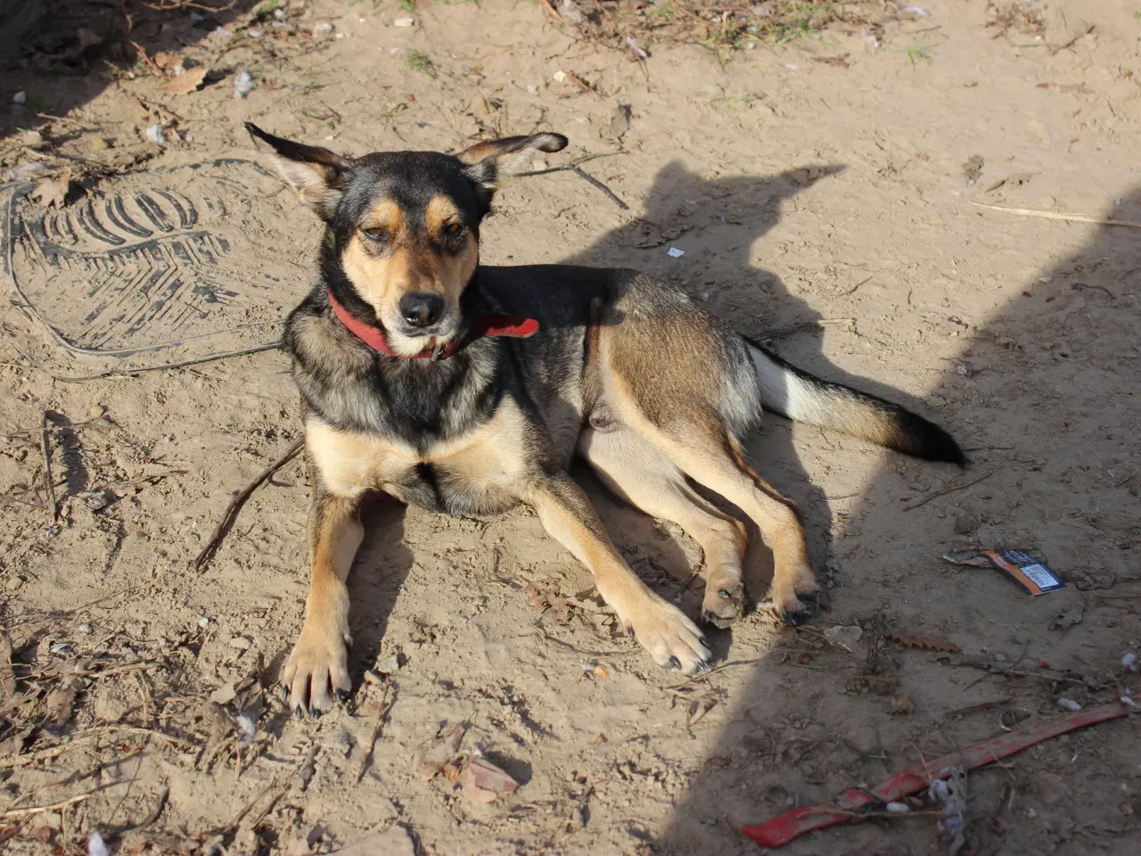 Billede 7 - Sibba og Kevin søger hjem sammen 🩷