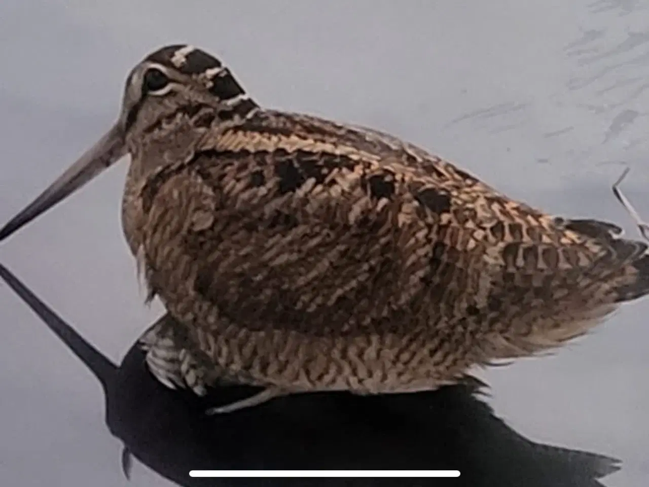 Billede 1 - Skovsneppe til udstopning