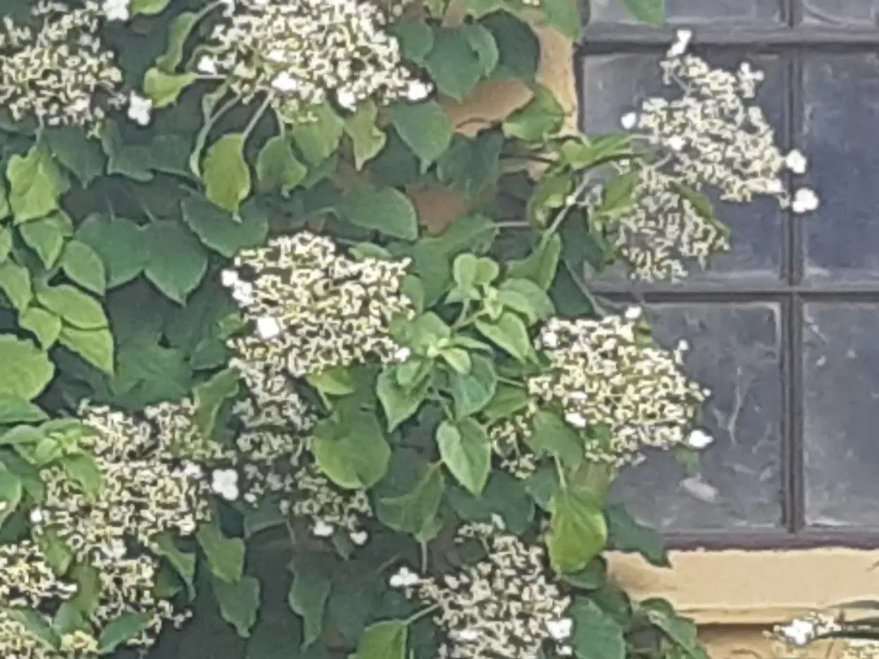 Billede 2 - Klatrehortensia 