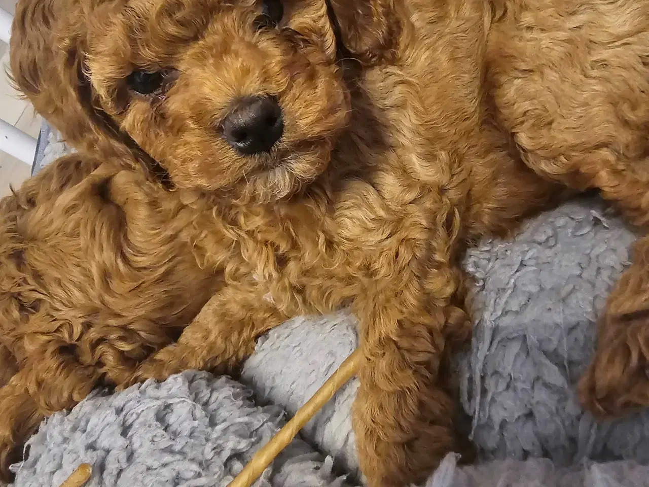 Billede 2 - Cockapoo F1B